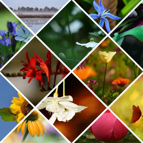 1 Dag Workshop Intuïtieve Ontwikkeling en Kaartleggen -24 augustus 2024 -