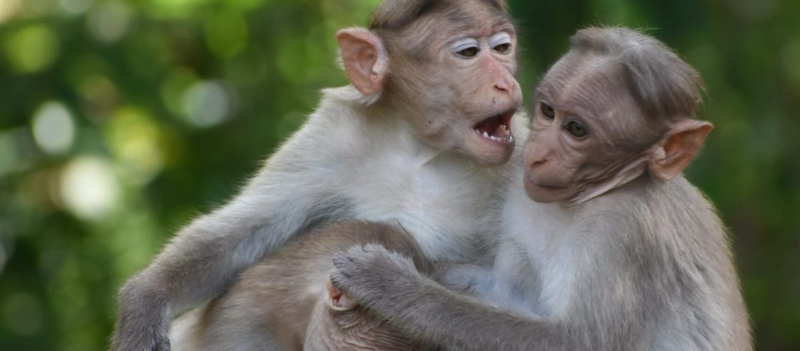 4 Hoe krijg je die vervelende pratende aap in je denken tot rust