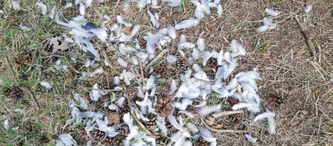 foto zijn gidsen echt