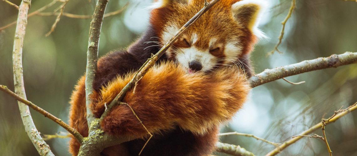 Hoe je slaappatroon je intuïtieve vermogens kan vergroten.